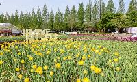 2026고양국제꽃박람회 개막 '1억 송이 꽃이 어우러진 봄의 향연' 17일간 개최